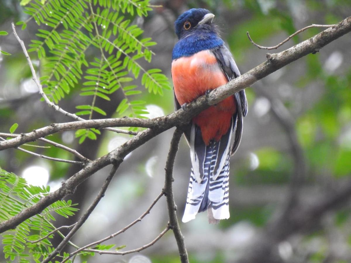 Aruá Observação de aves e natureza Praia do Forte Exterior foto